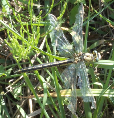 Gomphus pulchellus